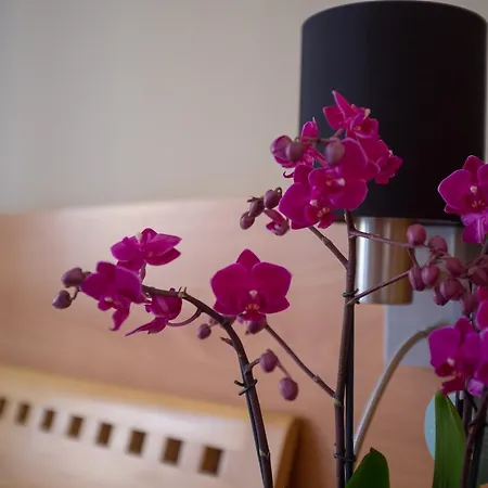 U Salzmannu 4* Pilzno